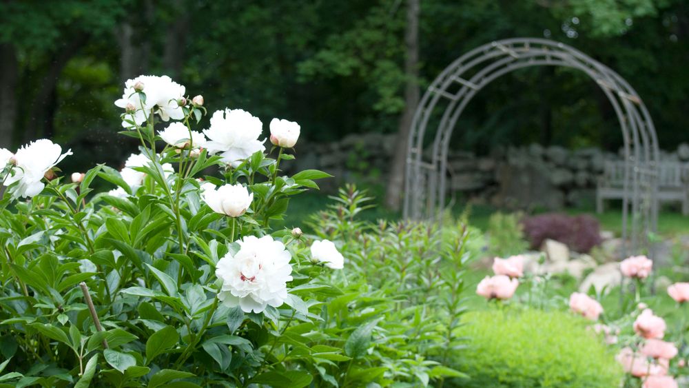 Peonies and Arch in early June